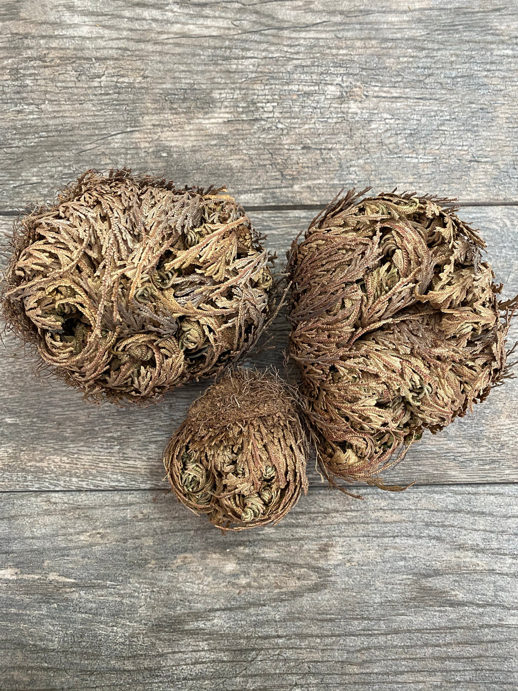 Rose of Jericho